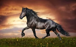 Buy DIY Diamond Painting  FULL DRILL 40 X 30 Cm-  BEAUTIFUL BLACK HORSE • 10.81£
