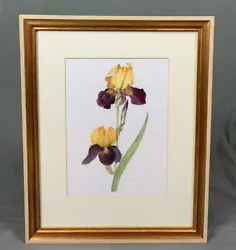 Buy Horticultural Interest Flag Iris Watercolour Painting By Linda Whitefoot • 65£