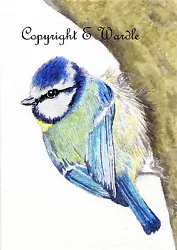 Buy ACEO 2.5  X 3.5  'BlueTit' Bird CANVAS PRINT Of Original Watercolour By E.Wardle • 2.99£