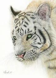 Buy Original White Tiger Coloured Pencil, Big Cat Wildlife Drawing, Ready To Frame • 320£