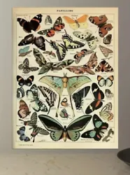 Buy Butterfly, Print On Canvas 30cm X 42cm, Unframed • 22£