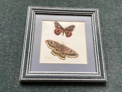Buy Watercolour Painting, Signed J. Gallagher, Butterflies / Moths • 9.99£