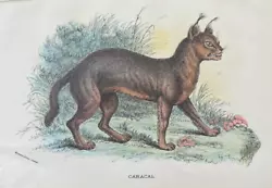 Buy Antique Print Caracal C1890 Published In Lloyd's Natural History Plate #xxiii • 7.50£