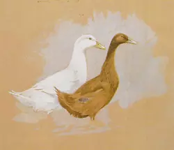 Buy Ducks,  Book Print Of A  Painting By Gordon Beningfield • 2.09£