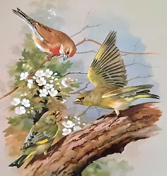Buy GREENFINCH And LINNET IN BLOSSOM TREE. 1960s PRINT OF A  PAINTING BY BASIL EDE • 2.99£