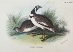 Buy Antique Print Little Bustard C1890 Pub. In Lloyd's Natural History Plate #lxxv • 7.50£