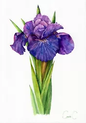 Buy Iris Flower, Purple Iris, Watercolour, Original Painting, Home Decor, Wall Art • 38.86£