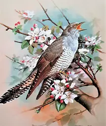 Buy CUCKOO IN BLOSSOM TREE. 1960s PRINT OF A PAINTING BY BASIL EDE • 2.99£