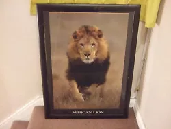 Buy Huge Lion Art Big Cat Print Picture Wildlife  • 5.50£
