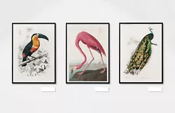 Buy Vintage Birds Set Of 3 Art Prints Painting Living Room Posters Portrait Picture • 75£