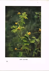 Buy Hop Clover Wild Flower Print Antique 1912 H Essenhigh Corke Picture WFATG#144 • 2.99£