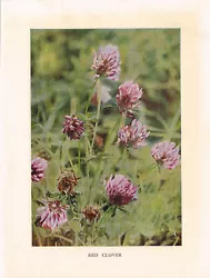 Buy Red Clover Wild Flower Print Antique 1912 H Essenhigh Corke Picture WFATG#10 • 2.99£