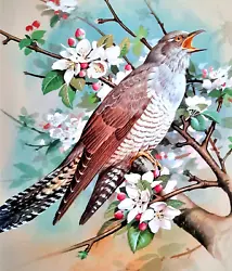 Buy CUCKOO IN BLOSSOM TREE. VINTAGE 1960s PRINT OF A  PAINTING BY BASIL EDE • 2.99£