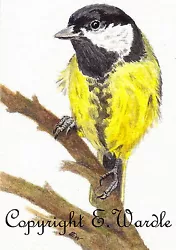 Buy ACEO 2.5  X 3.5  CANVAS PRINT Of Watercolour 'Great Tit' Bird By Elaine Wardle • 2.99£