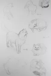 Buy Original Pencil Sketch,'Study  Of Cats', Helen Collins (1921-1990), Circa 1938/9 • 44£