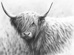 Buy Highland Cow B&w - Large Wall Art Canvas Framed Picture 20x20 Inches • 21£