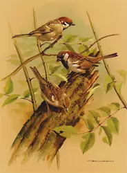 Buy The House Sparrow And Tree Sparrow, 1960 Book Print Of A  Painting By Basil Ede • 2.59£