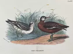 Buy Antique Print Great Phalarope C1890 Pub In Lloyd's Natural History Plate #lxxxiv • 7.50£