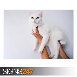 Buy COOL WHITE CAT (AE910) - Photo Picture Poster Print Art A0 A1 A2 A3 A4 • 1.10£