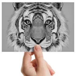 Buy Photograph 6x4  BW - Tiger Painting Art Wild Animal  #40899 • 3.99£