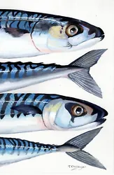 Buy Mackerel Watercolour Painting, Fish Wall Art, Artwork, Print, Greetings Card • 2.95£