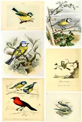 Buy Vintage Birds Poster British Garden Blue Tit Wildlife Prints Home Wall Decor Art • 2.99£