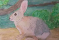 Buy Aceo Art Card 2.5x3.5 Inch Rabbit Nature Watercolour Pencil Painting.Wildlife • 3.50£