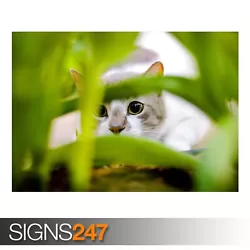 Buy CAT HIDING (3624) Animal Poster - Photo Picture Poster Print Art A0 A1 A2 A3 A4 • 1.10£