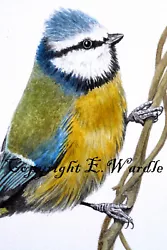 Buy ACEO 2.5  X 3.5  'BlueTit #3' Bird CANVAS PRINT Of Original Watercolour  • 2.99£