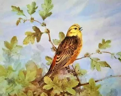 Buy * YELLOWHAMMER SAT IN TREE * VINTAGE 1980s PRINT OF A  PAINTING BY BENINGFIELD • 2.19£