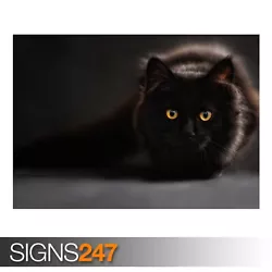 Buy BLACK CAT (3341) Animal Poster - Photo Picture Poster Print Art A0 A1 A2 A3 A4 • 1.10£