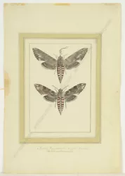 Buy  Butterfly Studies , Austrian Watercolor, Late 18th Century • 161.03£