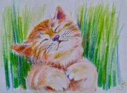 Buy ACEO Cat Drawing Watercolor Pencil By The Author Original Not Print • 9.45£