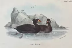 Buy Antique Print Surf Scoter C1890 Publish In Lloyd's Natural History Plate #lxiii • 7.50£