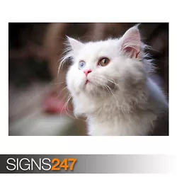 Buy WHITE CAT (3477) Animal Poster - Photo Picture Poster Print Art A0 A1 A2 A3 A4 • 1.10£