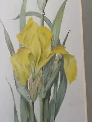 Buy Signed Watercolour Painting Yellow Iris Flowers Framed Non Reflective Glass • 95£