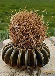 Buy Quirky Nature Natural Art Beach Sculpture Small Sized Ball Shaped Tumbleweed  • 5£