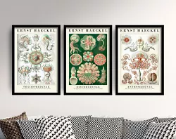 Buy Ernst Haeckel Set Of Three Jellyfish Paintings - Art Print Botanical Posters • 19£
