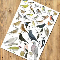 Buy British Garden Birds Art Prints, Posters, Nature Identification Wildlife Charts • 2.50£