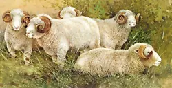 Buy Dorset Horn Sheep,  Book Print Of A  Painting By G Beningfield • 1.99£