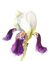 Buy Iris Watercolor Flower Original Painting Small Wall Art Tiny Floral Artwork 7x6 • 23.15£