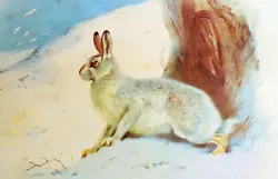 Buy .mountain Hare. Winter Coat. Vintage Print Of A Painting By Thorburn • 2.29£