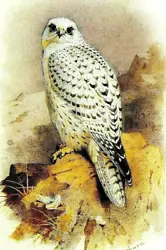 Buy *iceland Falcon,  A Print Of A Painting By Archibald Thorburn. • 1.99£