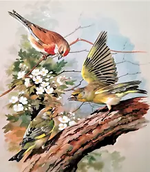 Buy GREENFINCH And LINNET IN BLOSSOM TREE. 1960s PRINT OF A PAINTING BY BASIL EDE • 2.99£