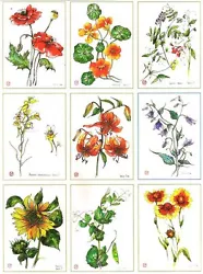 Buy 11 Botanical ACEO / Limited Edition Prints Of Original Paintings By Belaya • 2.99£