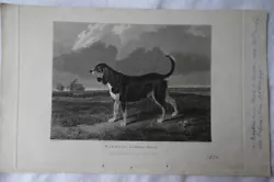 Buy Dog Portrait, Wareful, A Southern Hound H.R. Caak Sculpt, Published London 1831 • 6.44£