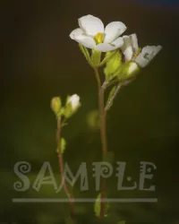 Buy Small White Wild Flower On A Graceful Brown Stem Nature Painting Photo Printing • 1.40£