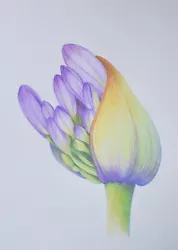 Buy Original Pencil Drawing Of A Flower. Agaphantus. Signed. COA. Malgorzata Lis • 8.99£
