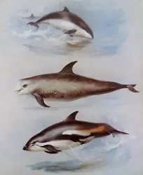Buy .PORPOISES And DOLPHINS. VINTAGE PRINT OF A PAINTING BY THORBURN • 1.99£