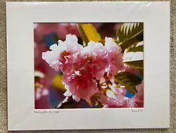 Buy Beautiful Pink Blossom DC USA Signed Print By Kevin Read Landscape Photographer • 2.99£